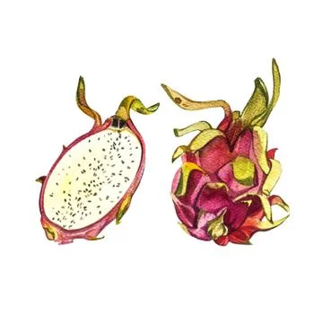Dragon fruit isolated on white background. Tropical illustration, Watercolor Stock Illustration