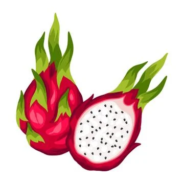 Dragon fruit isolated on white background. Illustration of tropical plant Stock Illustration