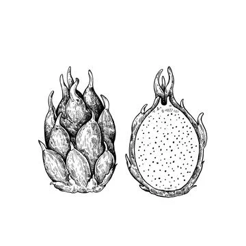 Dragon fruit isolated on white background. Hand-drawn ink illustration in r.. Stock Illustration