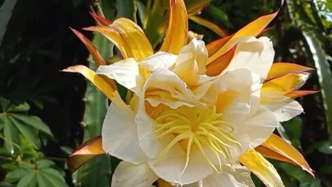 Dragon fruit looks like it has white petals Stock Footage 321054339
