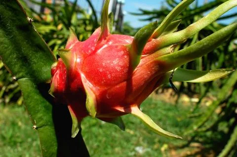 Dragon fruit Foto stock