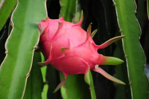 Dragon fruit Foto stock
