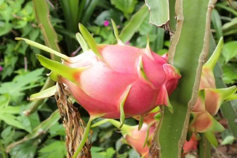 Dragon fruit Stock Photos