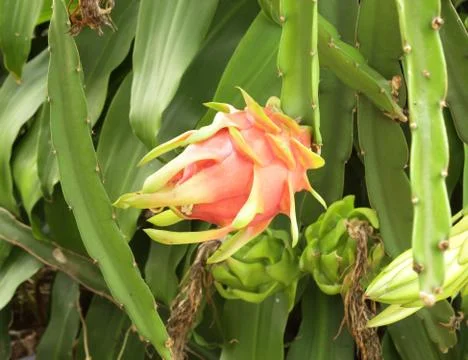 Dragon fruit Stock Photos