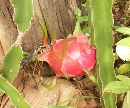 Dragon fruit Stock Photos