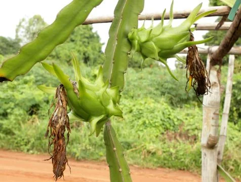 Dragon fruit Stock Photos