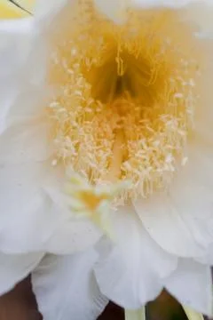 Dragon fruit Stock Photos