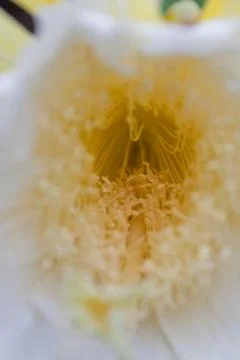 Dragon fruit Stock Photos