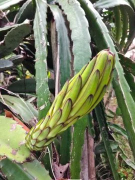 Dragon fruit Stock Photos