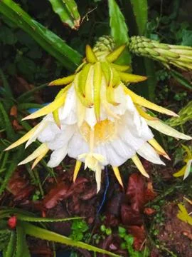 Dragon fruit Stock Photos