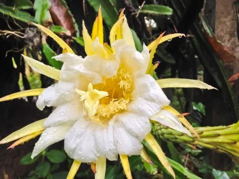 Dragon fruit Stock Photos