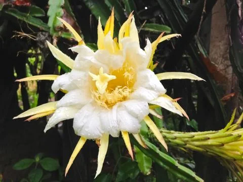 Dragon fruit Stock Photos