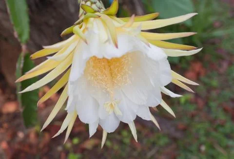 Dragon fruit Stock Photos