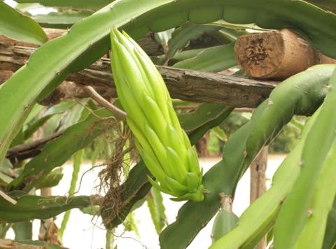 Dragon fruit Stock Photos