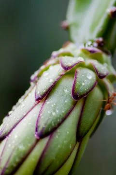 Dragon fruit Stock Photos