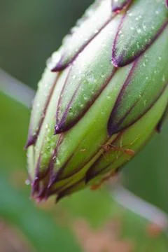 Dragon fruit Stock Photos