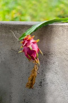 Dragon fruit 스톡 사진