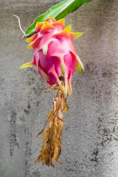 Dragon fruit Stock Photos