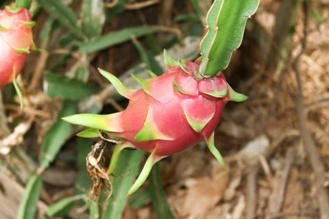 Dragon fruit Stock Photos