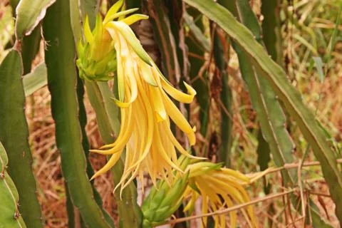 Dragon fruit Stock Photos