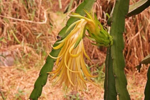 Dragon fruit Stock Photos