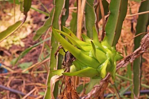Dragon fruit Stock Photos