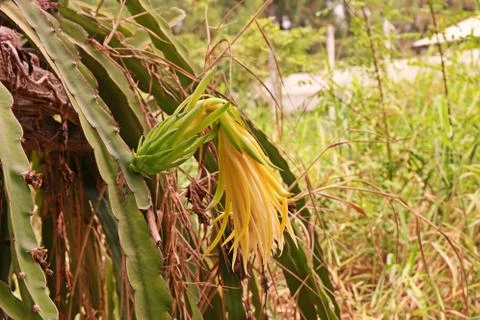 Dragon fruit Stock Photos