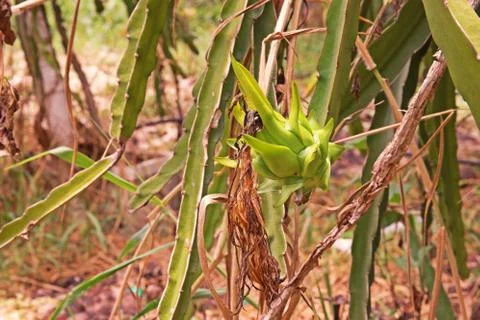 Dragon fruit Stock Photos