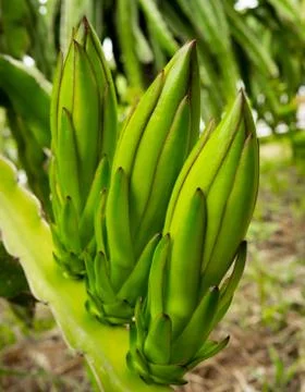 Dragon fruit Stock Photos