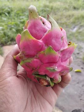 Dragon fruit Stock Photos