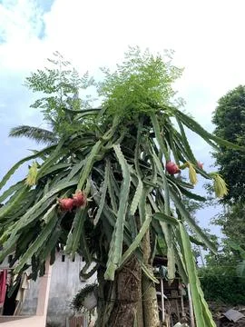 Dragon fruit Фото