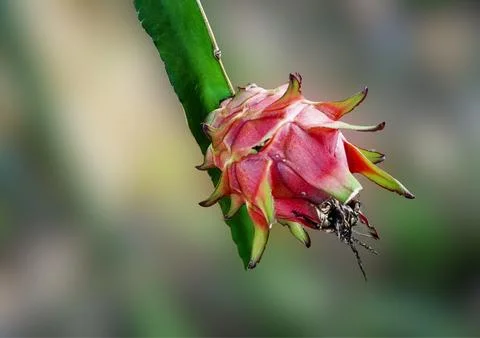 Dragon fruit Stock Photos