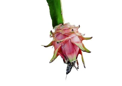 Dragon fruit Stock Photos