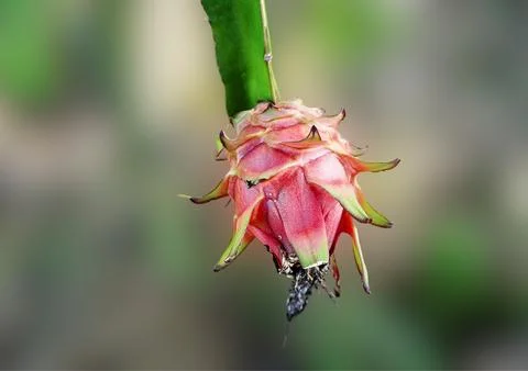 Dragon fruit Stock Photos