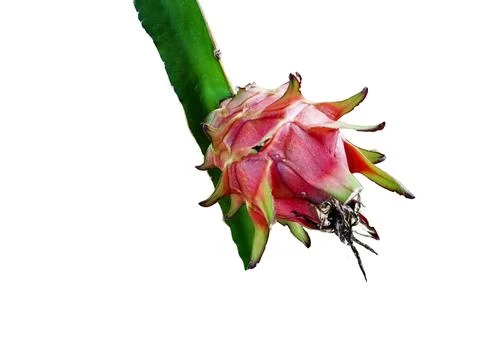 Dragon fruit Stock Photos