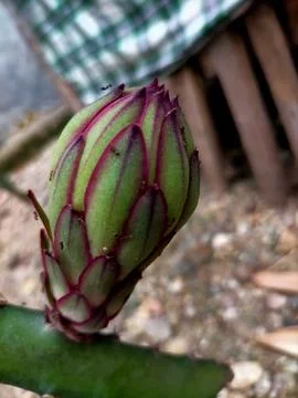 Dragon fruit Stock Photos