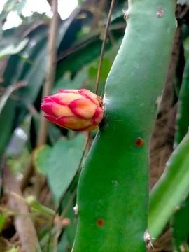 Dragon fruit 스톡 사진