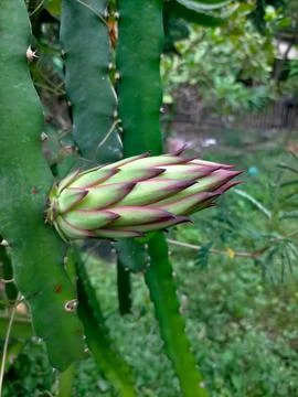 Dragon fruit 스톡 사진