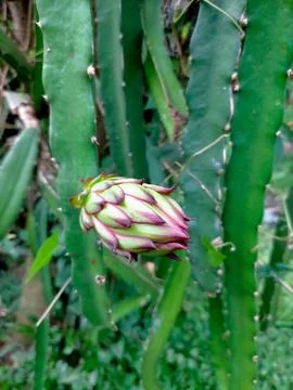Dragon fruit Stock Photos