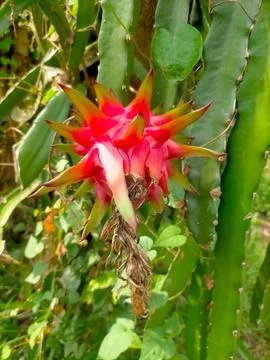 Dragon fruit 스톡 사진