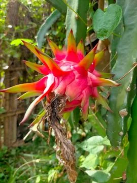 Dragon fruit 스톡 사진