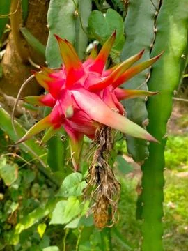 Dragon fruit Stockfoto's