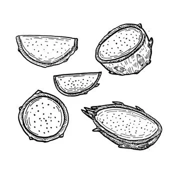 Dragon fruit pieces sketch Illustrazione stock