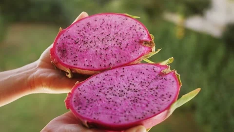 Dragon fruit Pitaya in hands. Sweet exotic tropical fruit cut into two halves. Stock Footage 231683559