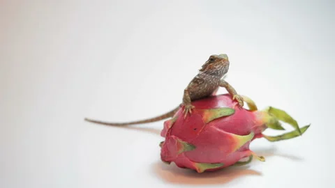 Dragon fruit (Pitaya) on a white background. Video stock 92017196