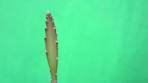 Dragon fruit plant Stock Footage 194959203