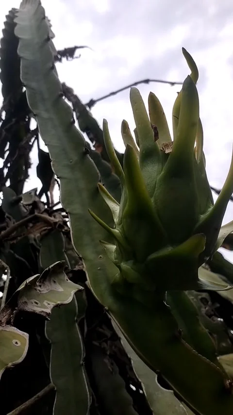 Dragon fruit plant 動画素材 325638815