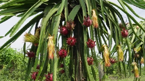 Dragon Fruit Plant 스톡 동영상 340650169