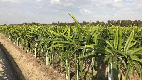 Dragon Fruit Plantation, Ciaozihtou, Chiayi County, Taiwan Stock Footage