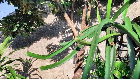 Dragon fruit plants that get enough sunlight to grow Stock Photos